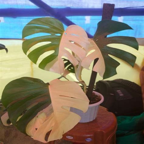 Monstera Plants Supplier from Kalimpong