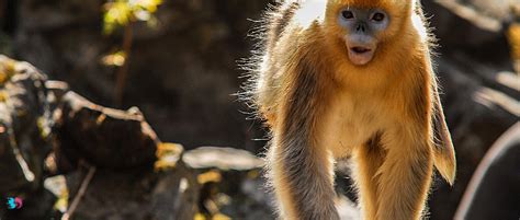 金丝猴坐路边礼貌接过游客苹果 游客表示：这只金丝猴特别优雅_新知快讯