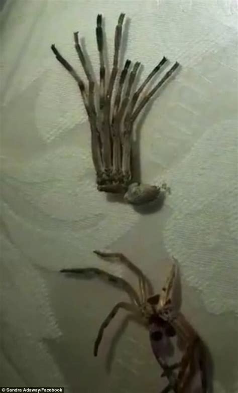 Image result for Alien Spider Attack