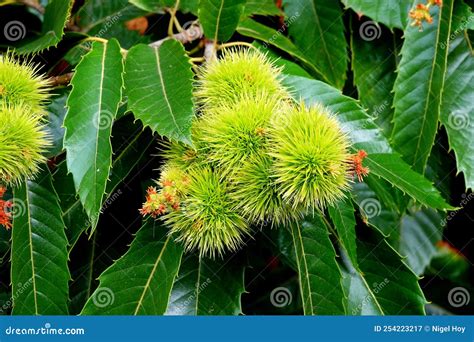 Rezultat imagine pentru Chestnut Tree