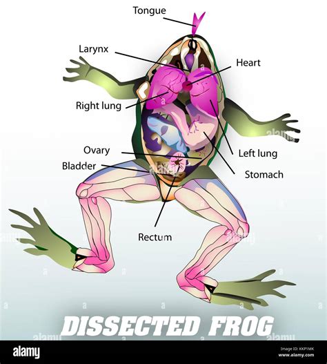 Frog Dissection Heart
