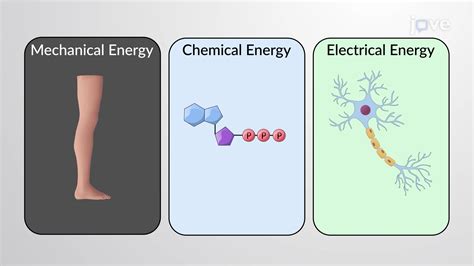 Energy Transfer in Chemical Reactions - Concept | Anatomy and ...