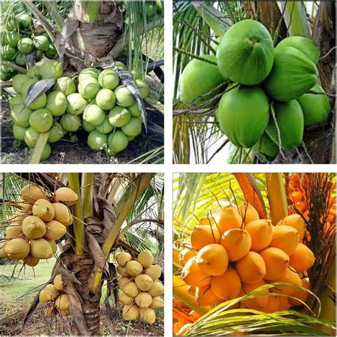Coconut Plant Combo Pack Of-4 Andaman Variety, Gangabardhan Variety ...