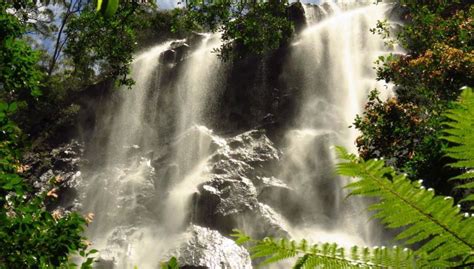 Hinterland Magic and Glow-worm Experience, Byron Bay - Central de Reservas