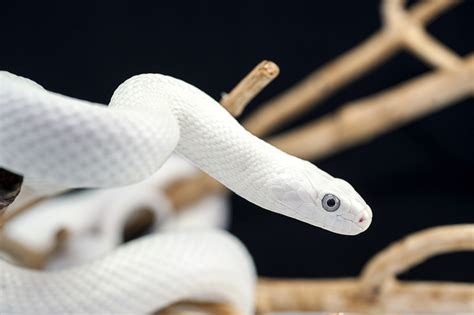 Image result for Linux Variants