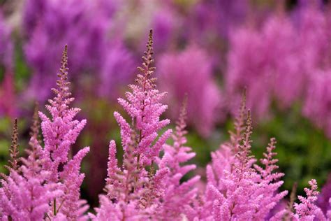 Is Astilbe Toxic To Dogs A Guide