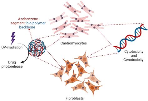 Cytotoxicity and Genotoxicity of Azobenzene-Based Polymeric ...