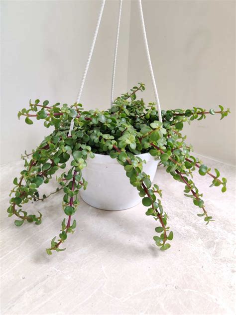 Senecio 'String of Pearls' - Lush Cascading Succulent – ChhajedGarden.com