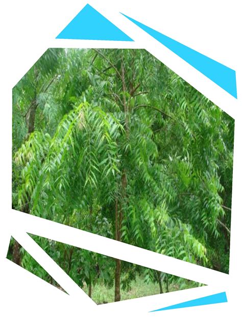 Árbol de nim o neem (Azadirachta indica) - Parques Alegres I.A.P.