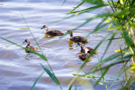 Ente mit Enten auf dem Fluss | Premium Foto