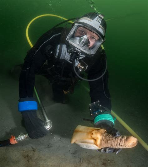 Image result for Geoduck Digging