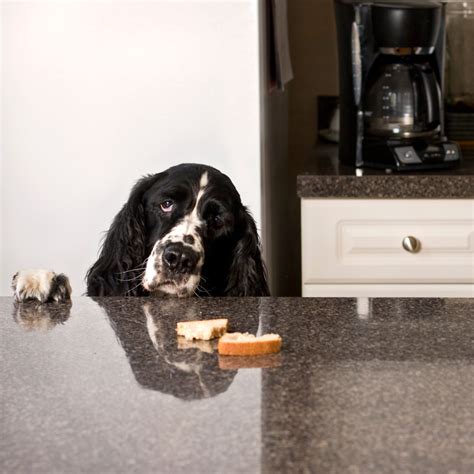 How do I stop my dog counter surfing? - Doherty Dog Services - what prevents puppies from counter surfing