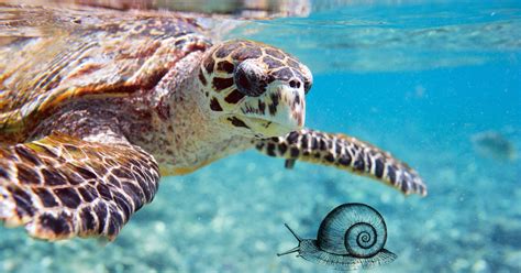 Are Snails Poisonous? A Definitive Guide - All Our Creatures