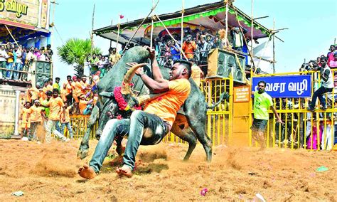 Bull tamers oppose fixing of rubber caps on horns