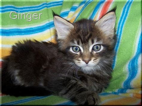 Maine Coon babys in | Tiere | Kleinanzeigen