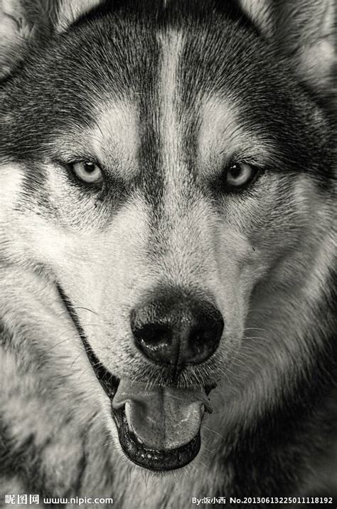 求一个超清 霸气 狼头正视图片_百度知道