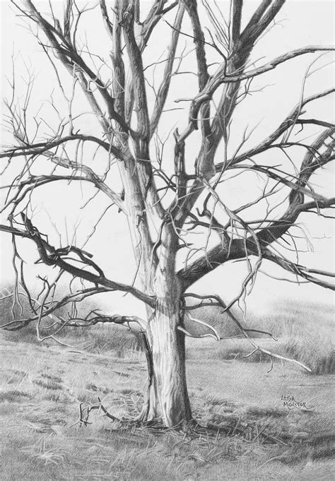 Image result for Graphite Pencil Drawing Tree