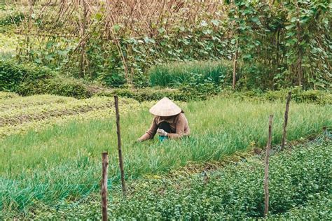 Agriculture In Vietnamese