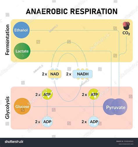 Anaerobic Respiration Vector Illustration Glycolysis Fermentation Stock Illustration 2536540541 ...