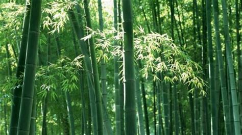 竹子有自强不息，顶天立地的精神，关于竹子的古诗句，值得收藏！ - 知乎