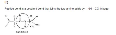 Illustrate a glycosidic, peptide and a phospho-diester bond.