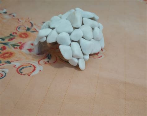 Image result for Softshell Turtle Tank