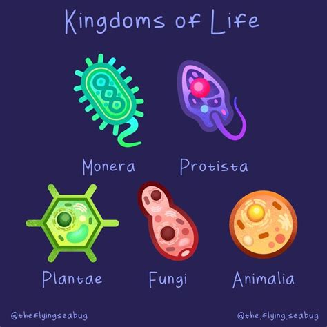 Image result for Five Kingdoms of Life Examples