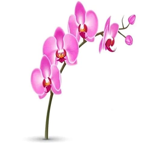 U9G Store Pack of 5 White & Red Thai Origin Dendrobium Profuse ...