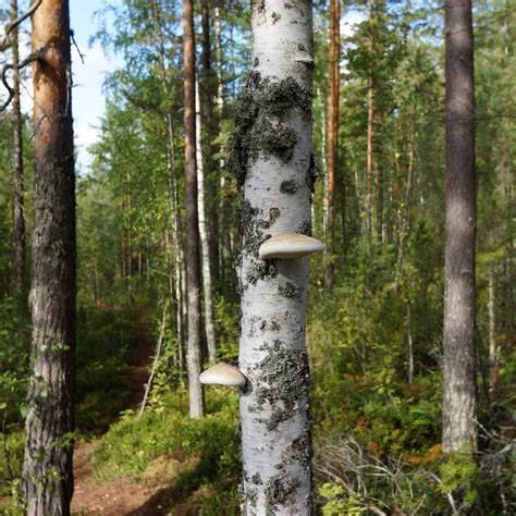 Image result for Tree Rot Fungus