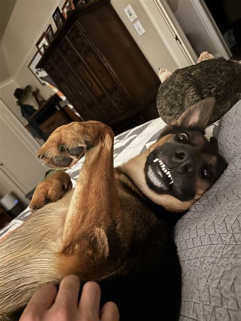 He’s descended from wolves : r/WhatsWrongWithYourDog