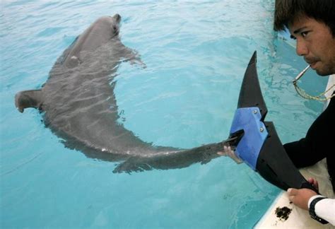 These 12 Photos Of Animals In Prosthetics Will Warn Your Heart