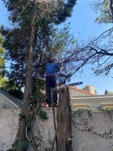 Image result for Tree Felling Injury