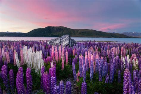 Interesting Photo Of The Day: Lupine Flowers at Lake Tekapo