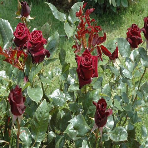 Maroon Rose - Flowering Plants | Best Price in 2024 at Plantparadise