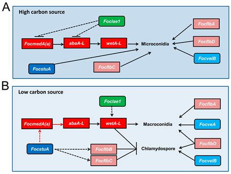 A Network of Sporogenesis-Responsive Genes Regulates the Growth ...