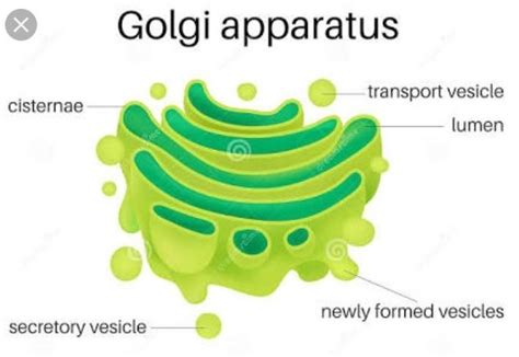 Give the structure and functions of golgi body 5 point - Brainly.in