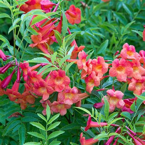 Tecoma gaudichaudi Red Bells Flowering Shrubs Plant (1 Healthy Live ...