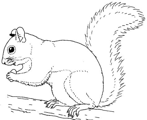 Printable Squirrel Coloring Pages | Coloring Me