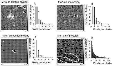 The Role of Glycans in Bacterial Adhesion to Mucosal Surfaces: How Can ...