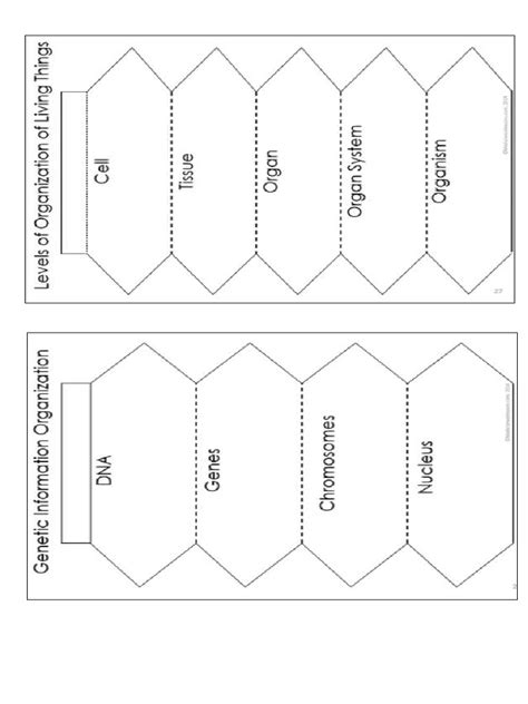 Organization of Organism Pic 的图像结果