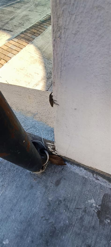 little guy found while walking near my home in Guatemala, who is this ...