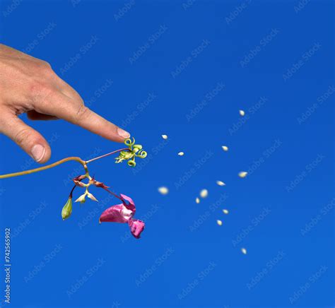 Image result for Exploding Popping