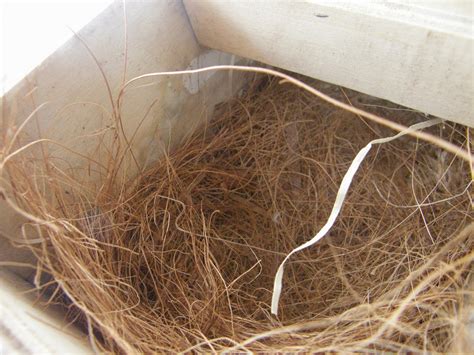 Image result for Elever Des Padda De Java