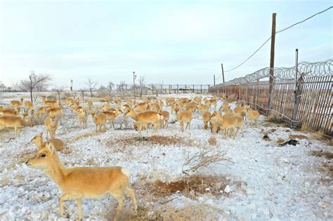 可可爱爱！数百只蒙古国野生黄羊入境觅食 - 封面新闻