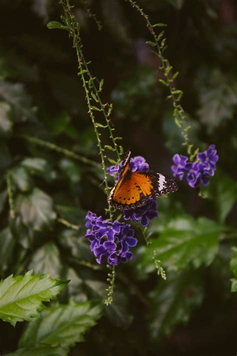 Hershey Butterfly Garden