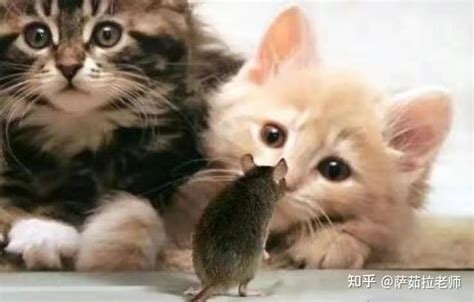 小老鼠一出生妈妈就没了，虽然很讨厌老鼠，但是感觉小老鼠好可怜？_老鼠_妈妈_感觉