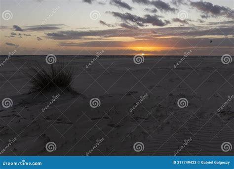 Beach Bush Myoporum Laetum. Myoporum Laetum. It Is A Shrub Tree In The ...