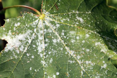 What is the Best Treatment for Powdery Mildew? — J&R Pierce Family Farm