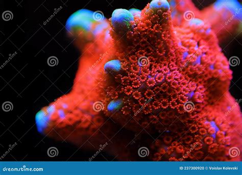 Montipora SPS Coral in Reef Aquarium Tank Stock Photo - Image of decoration, keeping: 237300920