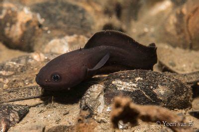 Bijzondere ontmoetingen bij het gemaal | Duikplaats.net